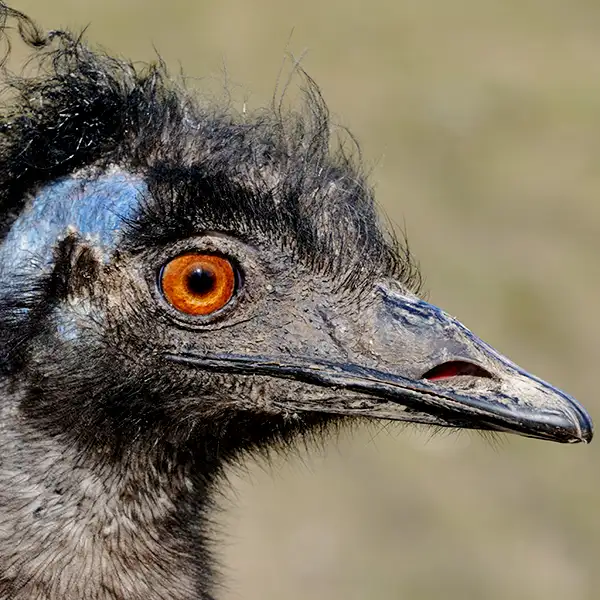 Tatzmania Emu