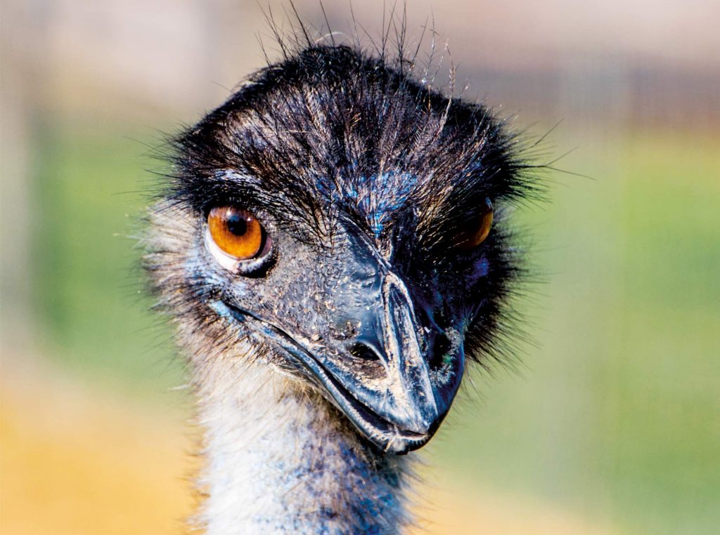 Tatzmania Emus