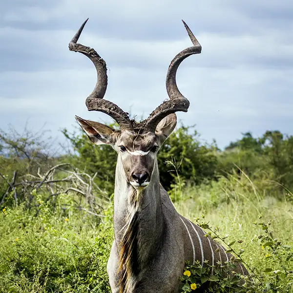 Tatzmania Kudu