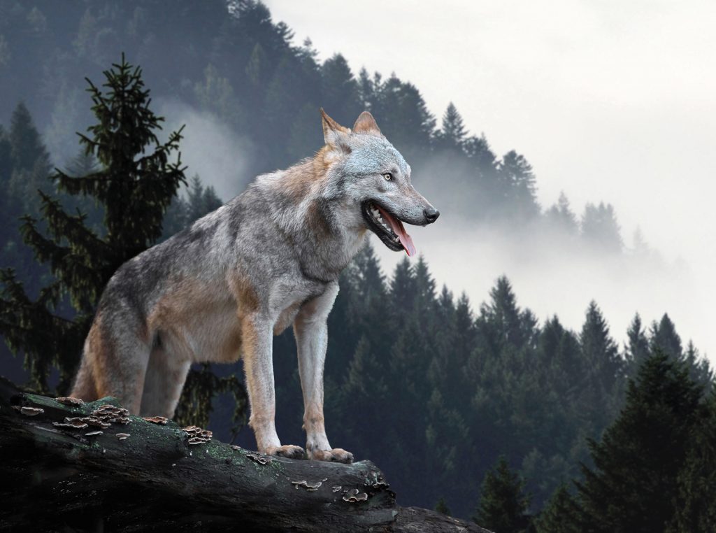 Tatzmania wolf